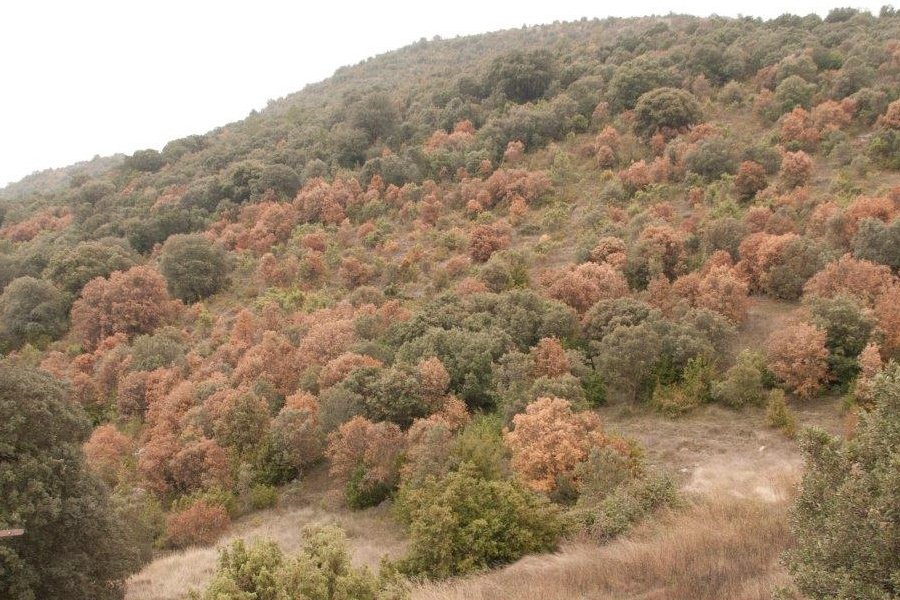 Bosc mediterrani