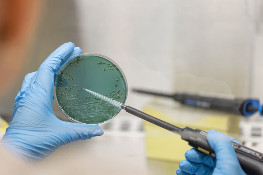 Agrotecnio-patogens-sucs2.jpg_513066471