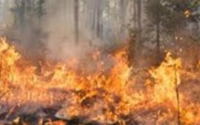 INCENDIS FORESTALS