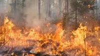 INCENDIS FORESTALS