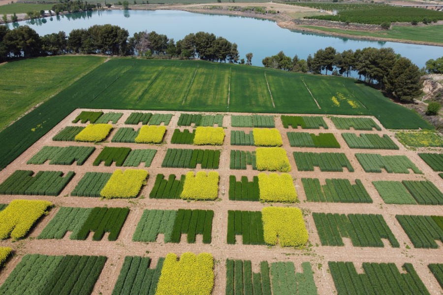 rotacio-cultius_Josep-Betbese